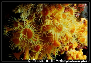 Flowers of the sea. by Ferdinando Meli 